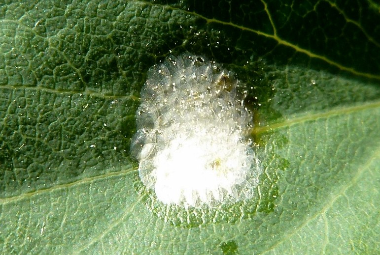 Ovatura da identificare - Tortricidae